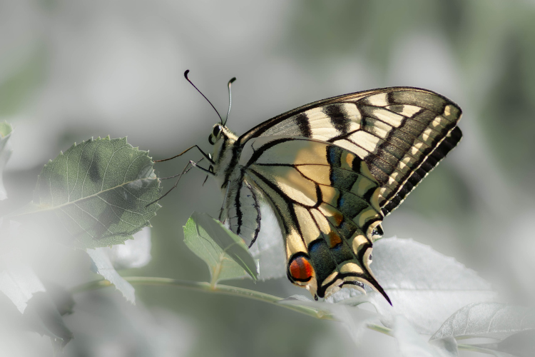 Machaon LPO66 Christian Dislair